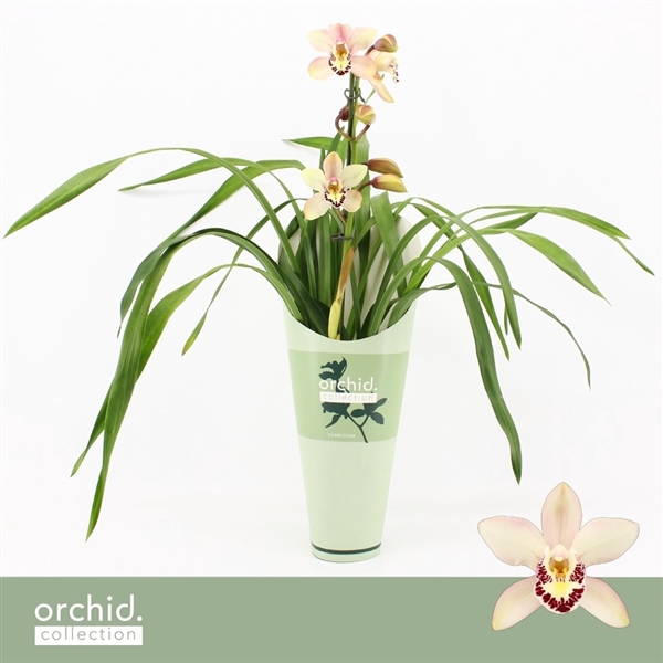 <h4>Cymbidium, Little Stef 1-spike 'Orchid Collection' Potcover</h4>
