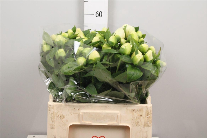 <h4>Paeo Prairie Moon</h4>