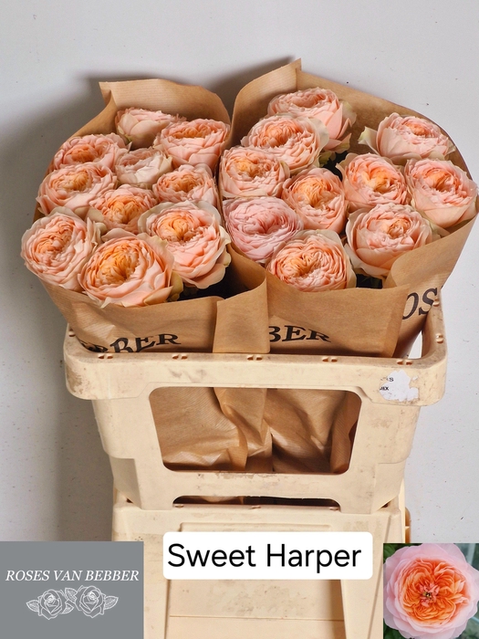 <h4>R GR SWEET HARPER!</h4>