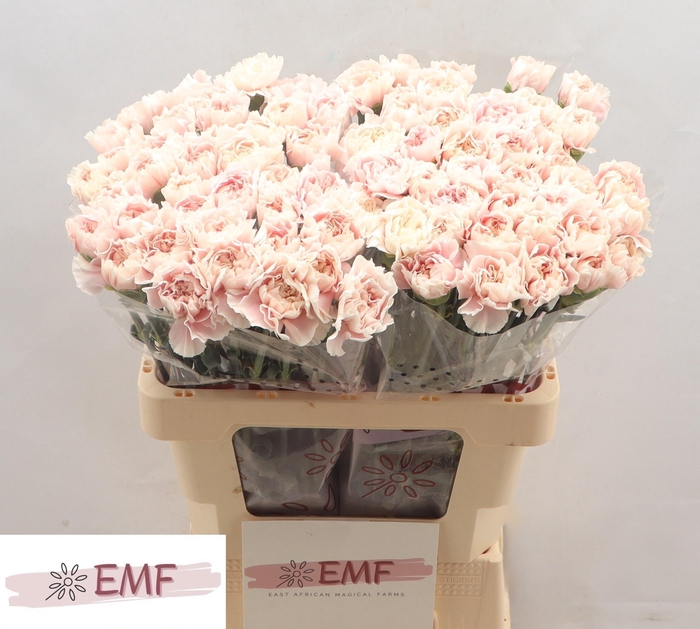 <h4>DI ST ALTAIR</h4>