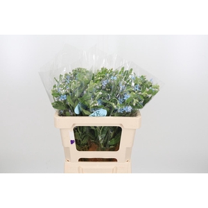 Oxypetalum Coeruleum