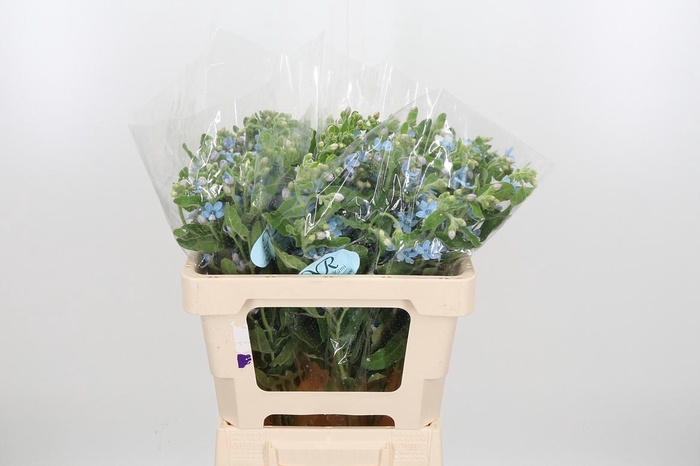 <h4>Oxypetalum Coeruleum</h4>