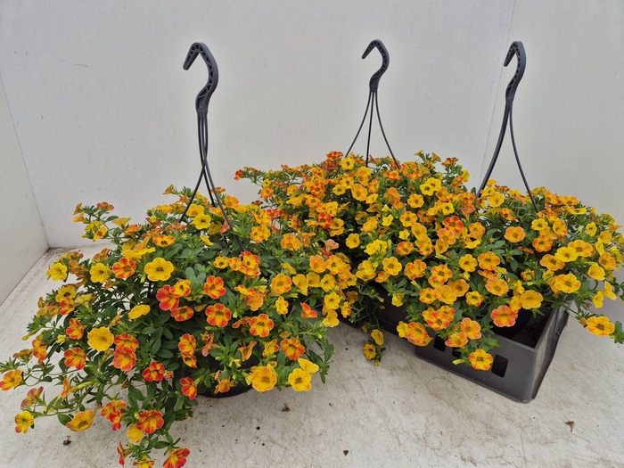 <h4>CALIB CALIPET APRICO</h4>