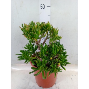 Crassula ovata 'Gollum'