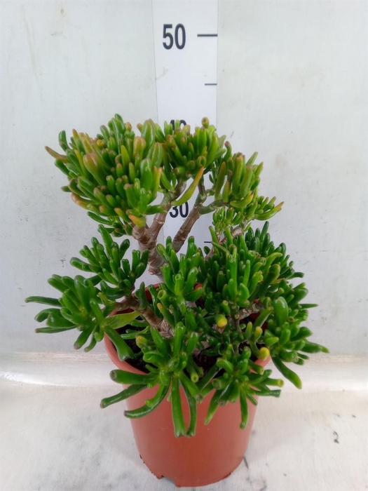 <h4>Crassula ovata 'Gollum'</h4>