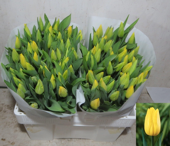 <h4>TU EN STRONG GOLD</h4>