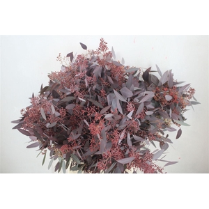 Euca Populus Berry 300gr Abs Red P Bunch