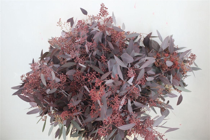 <h4>Euca Populus Berry 300gr Abs Red P Bunch</h4>