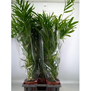 Chamaedorea cataractarum