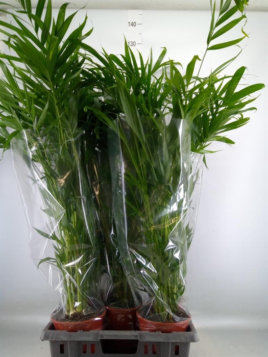 <h4>Chamaedorea cataractarum</h4>