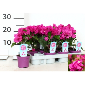 BOUGAINV VERA D P IM