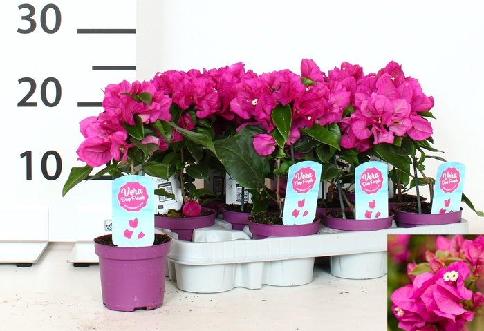 <h4>BOUGAINV VERA D P IM</h4>