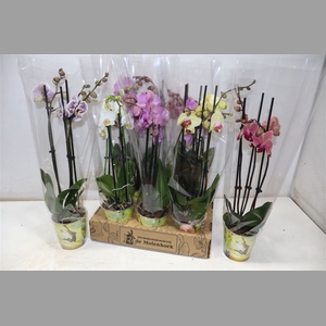 Phal Gem 4 Kl