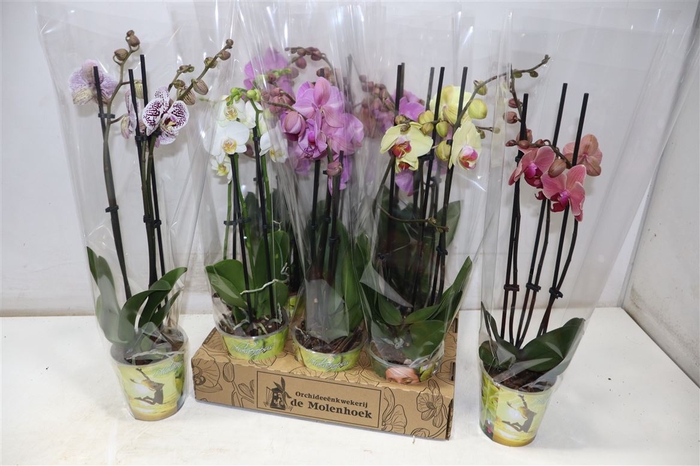 <h4>Phal Gem 4 Kl</h4>