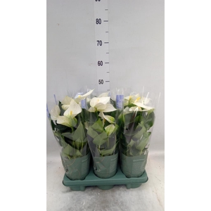 Anthurium  'Karma White'