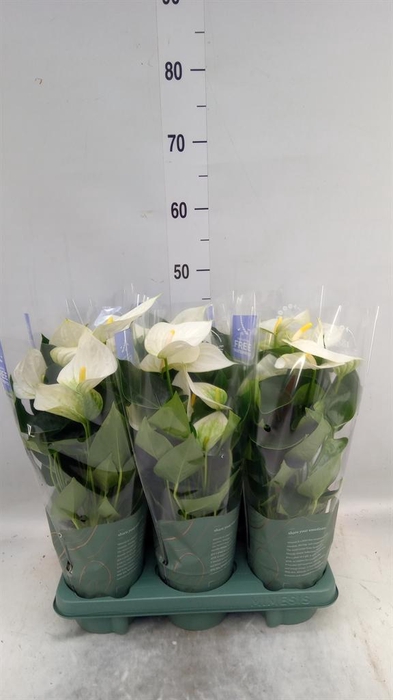 <h4>Anthurium 'Karma White'</h4>