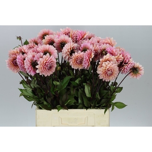 Dahlia Sweet Sanne A2