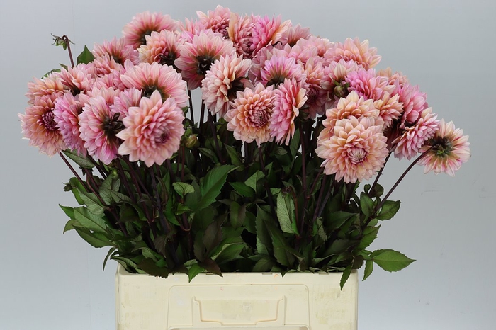 Dahlia Sweet Sanne A2