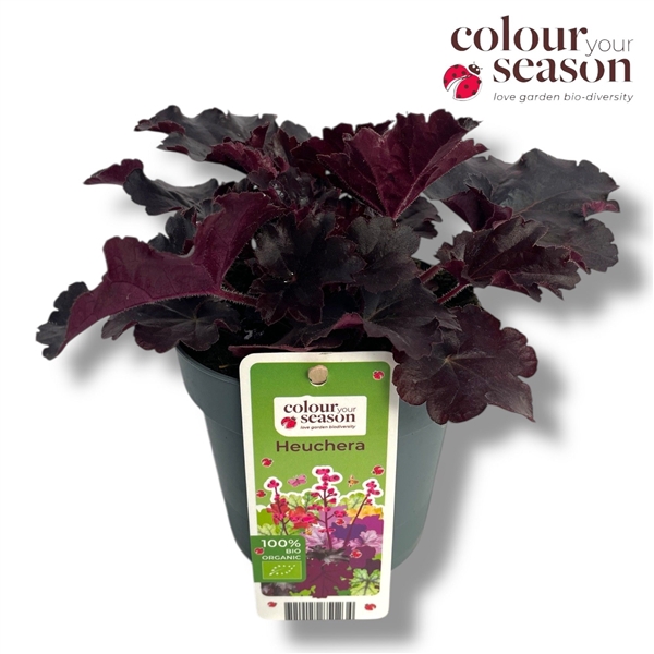<h4>Heuchera biologisch Black NL-BIO-01</h4>