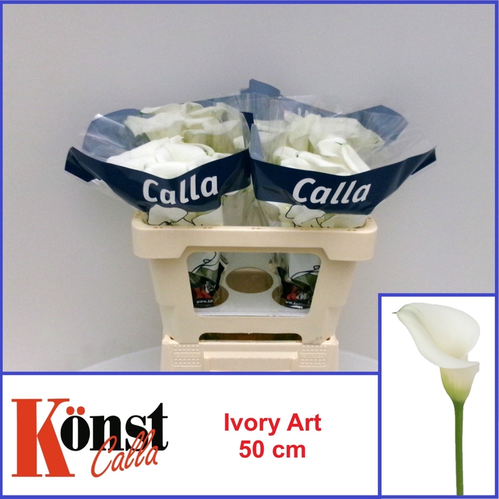 <h4>ZANT IVORY ART</h4>