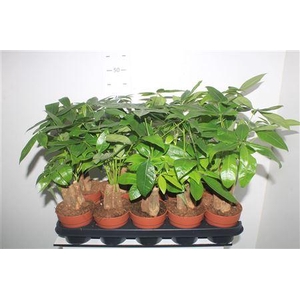 Pachira Aquatica 50cm