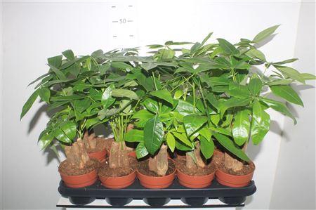 <h4>Pachira Aquatica 50cm</h4>
