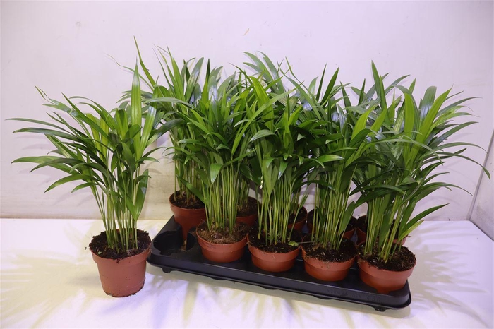 <h4>Dypsis Lutescens</h4>