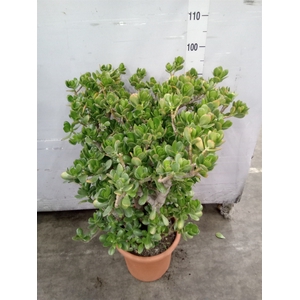 Crassula ovata