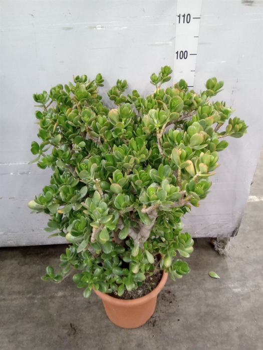 <h4>Crassula ovata</h4>