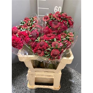 Scab At Blordeaux Scoop