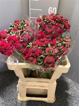 <h4>Scab At Blordeaux Scoop</h4>