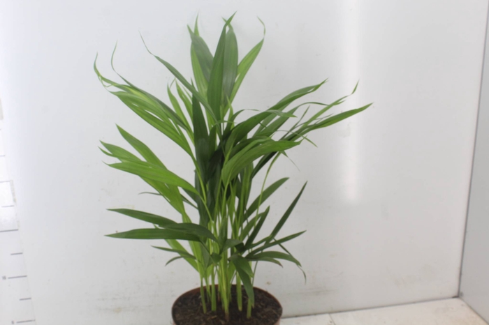 <h4>ARECA BAMBU P20</h4>