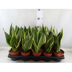 Sansevieria trifa. 'Futura Superba'