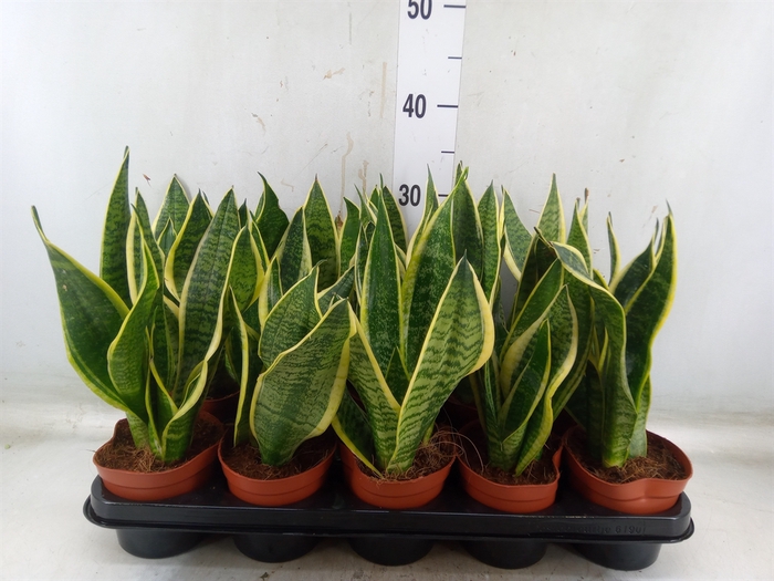 <h4>Sansevieria trifa. 'Futura Superba'</h4>