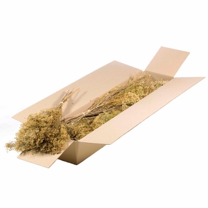 Broom Bloom Bunch Sb Natural
