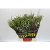 BQ Cape Greenmix