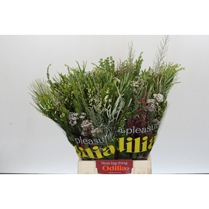 BQ Cape Greenmix