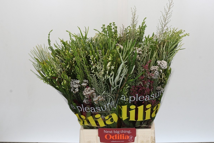 <h4>BQ Cape Greenmix</h4>