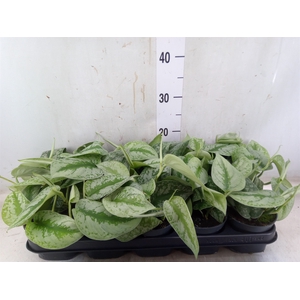 Scindapsus pictus 'Trebie'