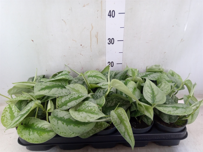 <h4>Scindapsus pictus 'Trebie'</h4>