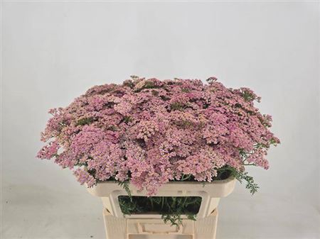 <h4>Achillea Daphne</h4>