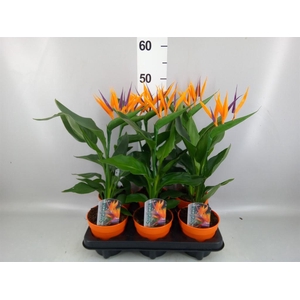 Arr.  Strelitzia L%
