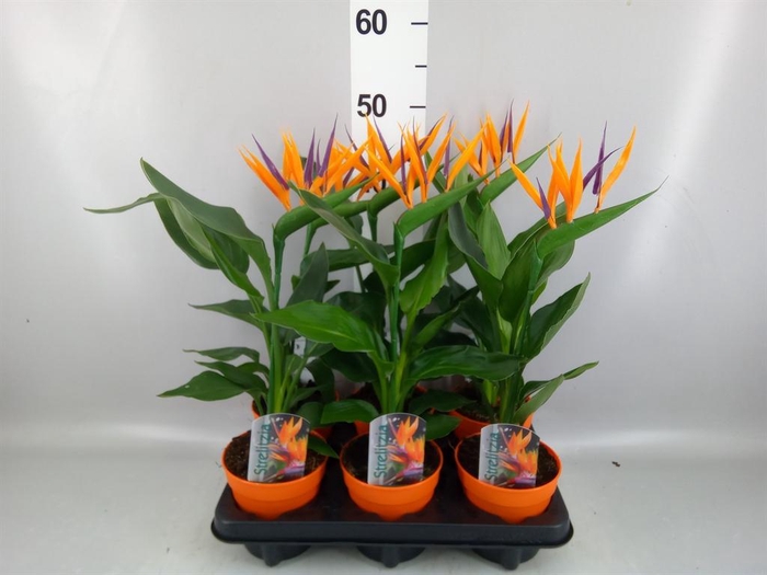 <h4>Arr.  Strelitzia L%</h4>