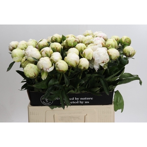 Paeonia Bowl Of Cream