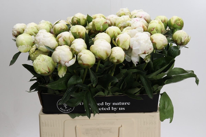 <h4>Paeonia Bowl Of Cream</h4>