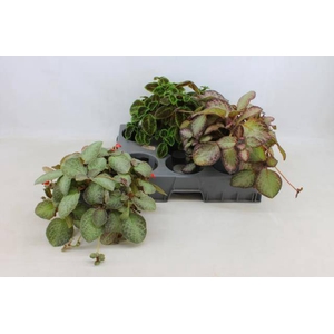 PLANTEN OV