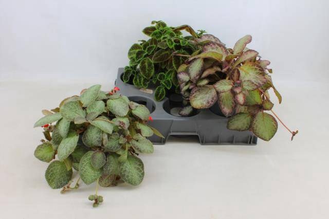 <h4>PLANTEN OV</h4>