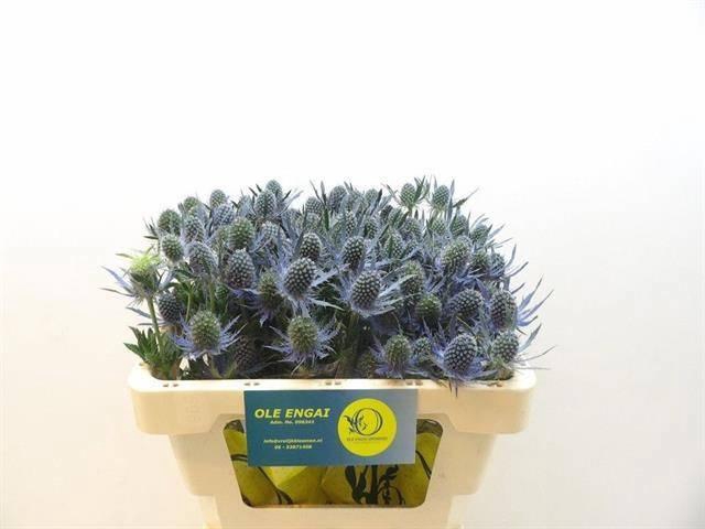 <h4>ERYN MAG BLUE LAGOON</h4>