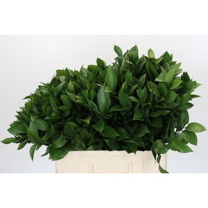 RUSCUS HYPOPHYLLUM