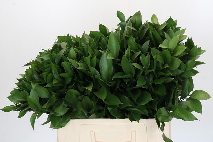 <h4>RUSCUS HYPOPHYLLUM</h4>